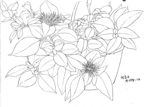植物花卉写生图