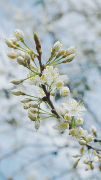 春季樱桃花