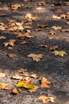秋天的满地枯叶