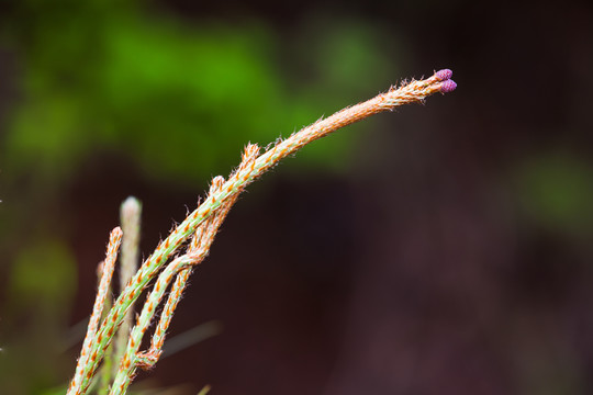 松树花