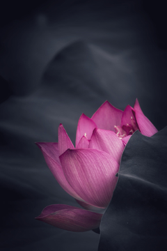 莲花