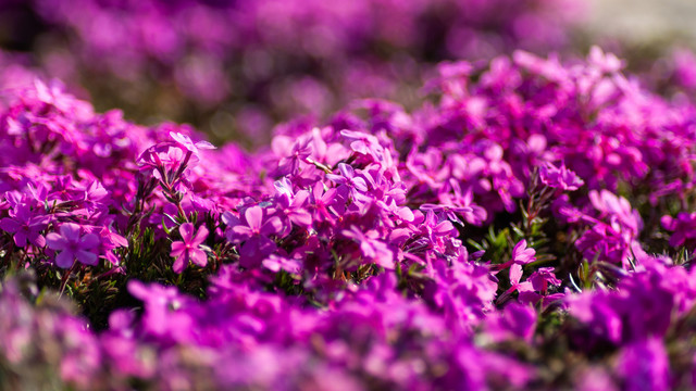 紫色芝樱花海