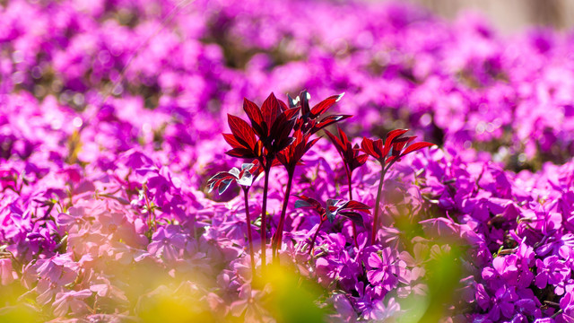 紫色芝樱花海背景