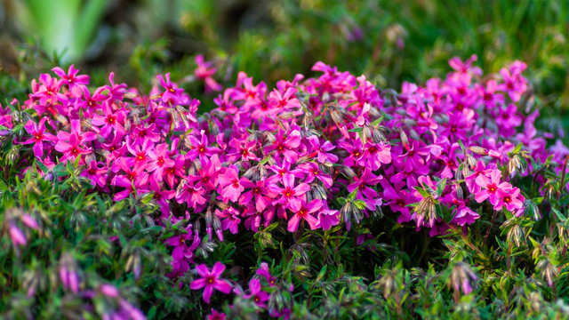 紫色芝樱花