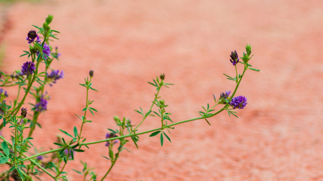 紫花苜蓿