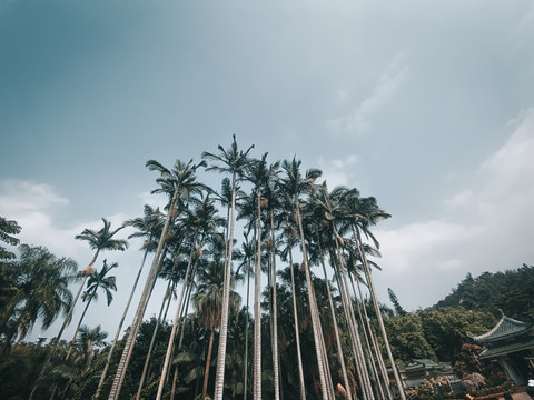 椰子树