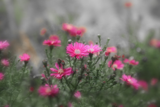 粉色小花背景