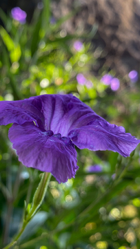 芦莉草