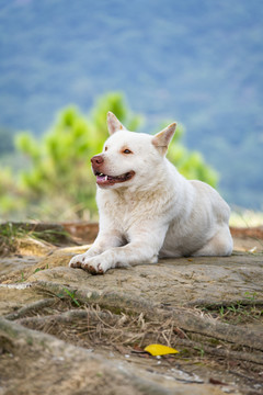 一只白色的中华田园犬