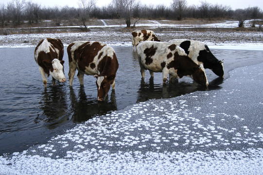 不冻河边的牛群