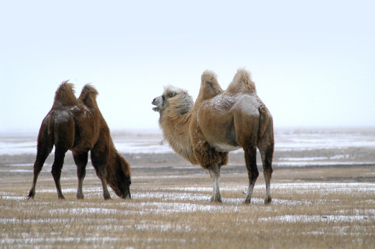冬天雪地上的骆驼