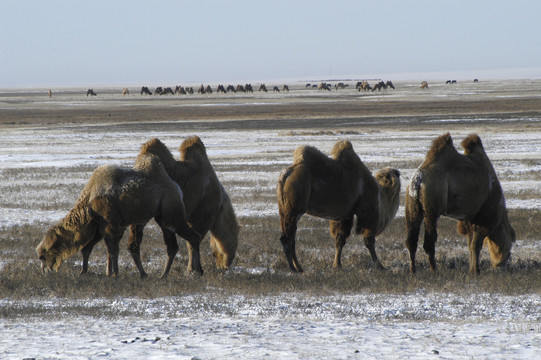 冬天雪地上的骆驼群