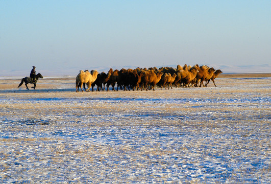 冬天雪地上的骆驼群