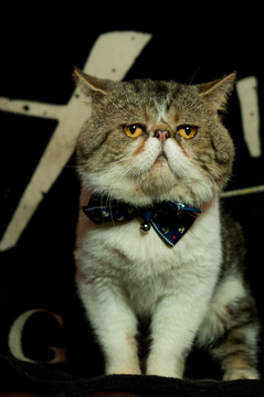 加菲猫艺术照