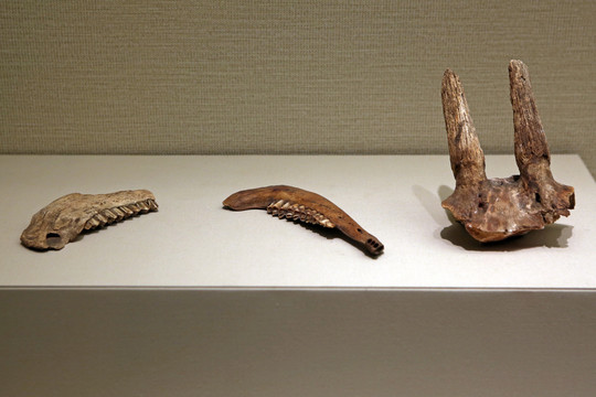 旧石器时代羚羊颌骨羊角