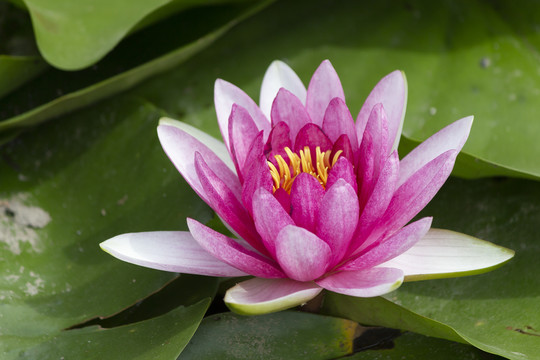 莲花