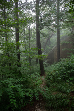 有雾的森林树林