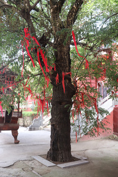 寺庙里的老槐树