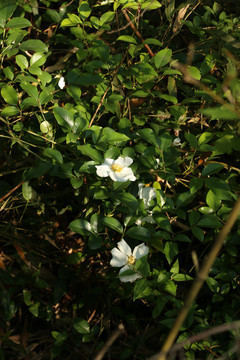 密林中盛开的野蔷薇花