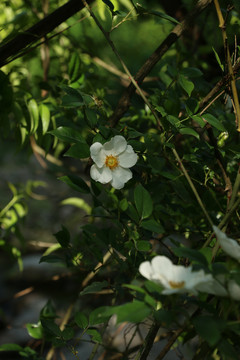 密林中的白色蔷薇