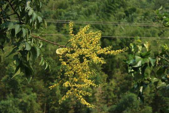 栾树聚伞圆锥花序