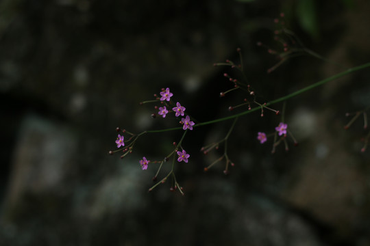 土人参花特写