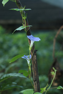 牵牛花