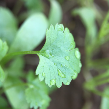 香菜芫荽