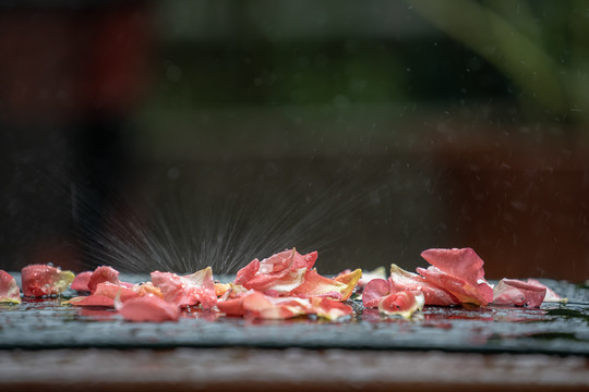 雨打玫瑰花瓣