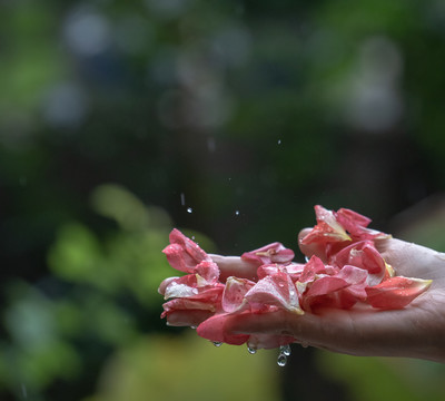 雨打玫瑰花瓣