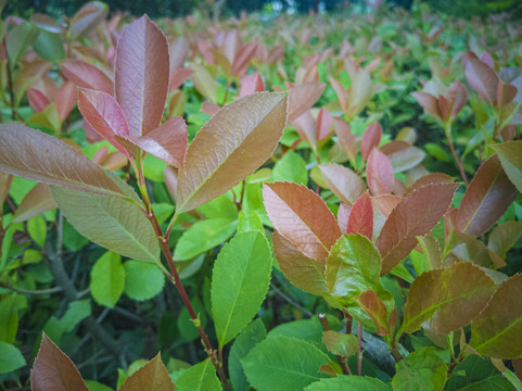 红叶石楠