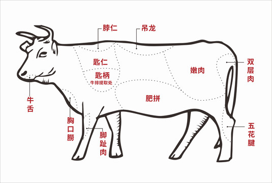 牛的分解图