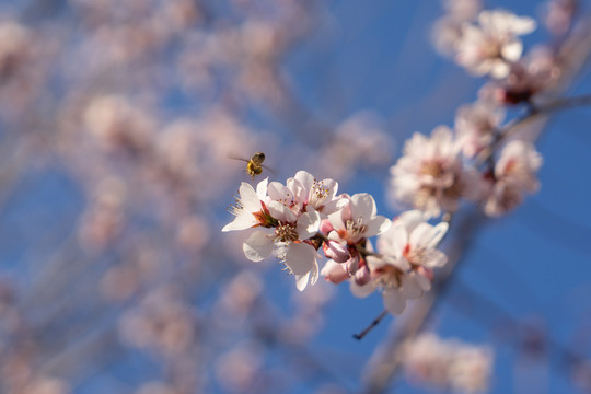 山桃花上的蜜蜂