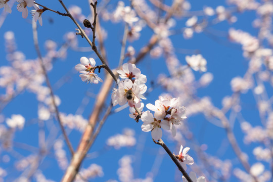 山桃花上的蜜蜂