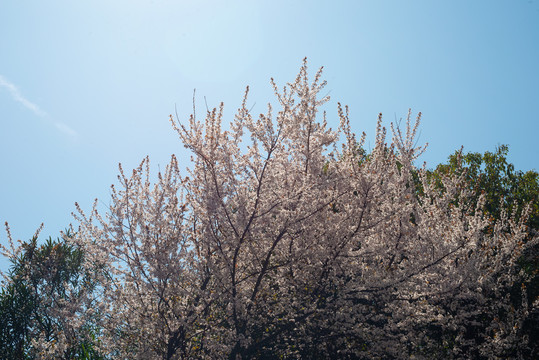 春天盛开的红叶李花