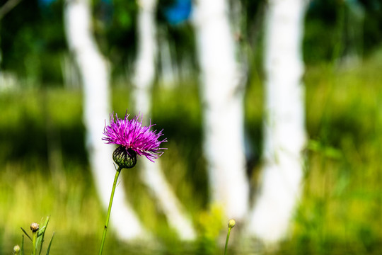 一枝花小花