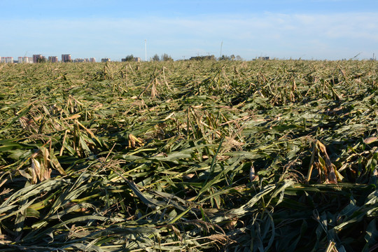 台风过后的玉米地
