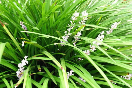 麦冬花