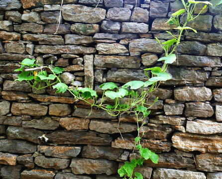 绿叶石墙