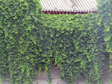 围墙绿植