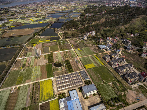 浙江兰溪岩头村油菜花田航拍