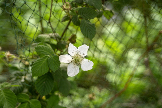 蓬蘽白花