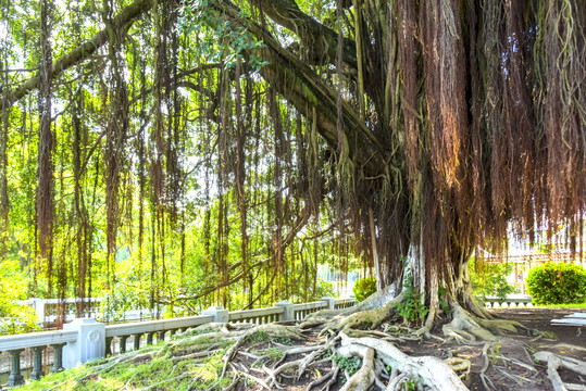 厦门中山公园榕树