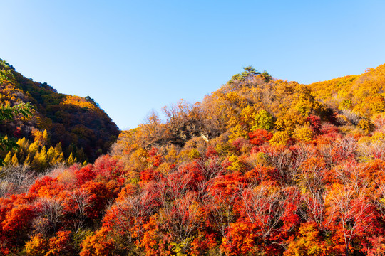 本溪中华枫叶之路红叶山峰