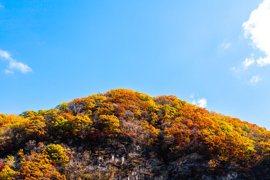 本溪中华枫叶之路蓝天山峦秋色