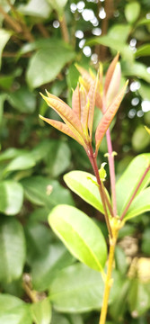 植物叶子