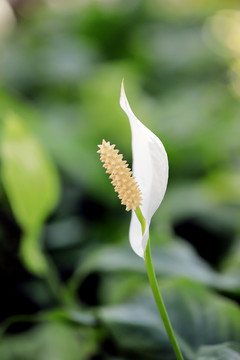 白鹤芋