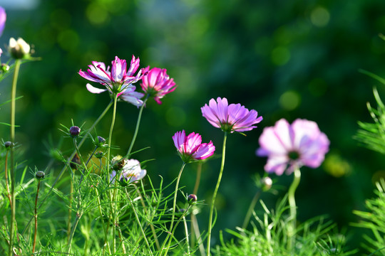 格桑花