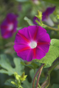 牵牛花