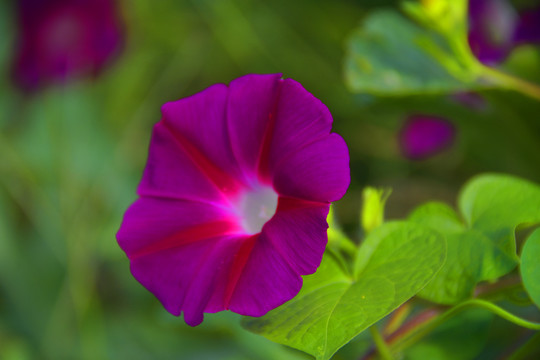 牵牛花